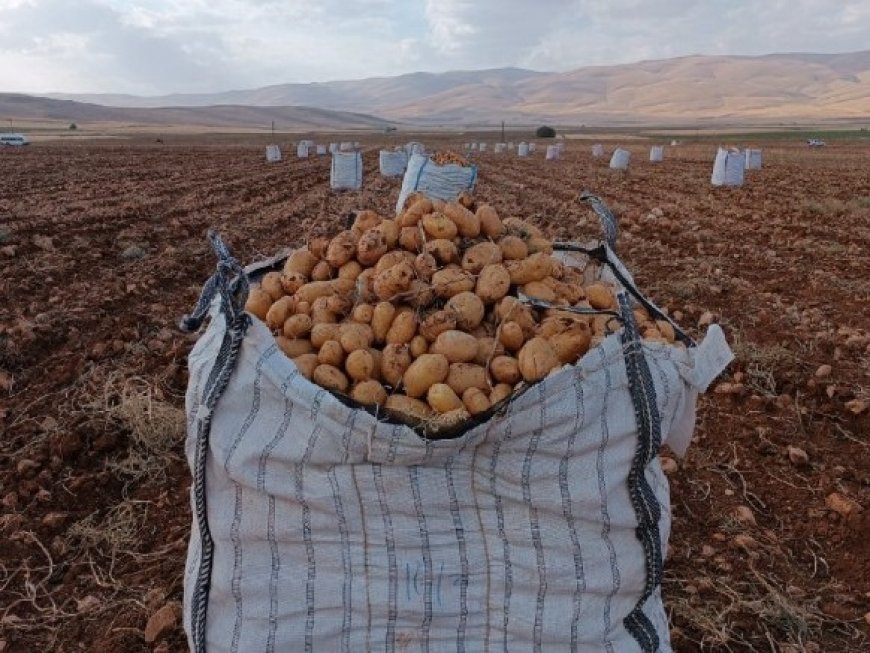 Darende'de patates hasadına başlanıldı