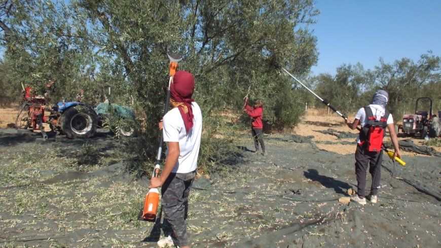 Burhaniye'de zeytin hasadı buruk başladı