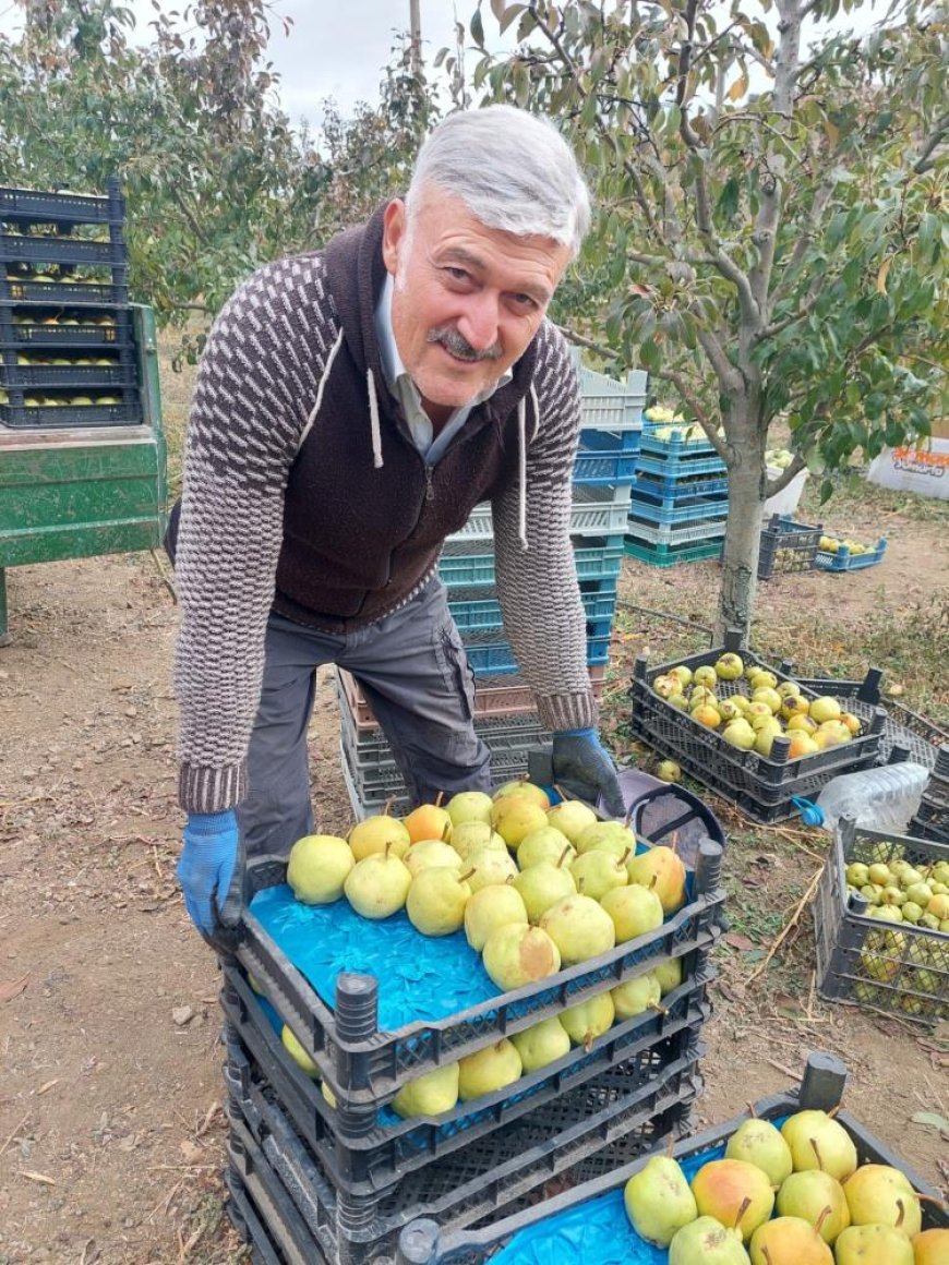 Sungurlu'da deveci armudu hasadı başladı