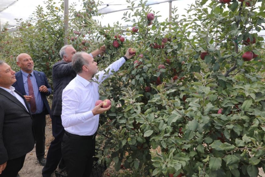 Niğde Ömer Halisdemir Üniversitesinde 200 ton elma hasadı yapıldı