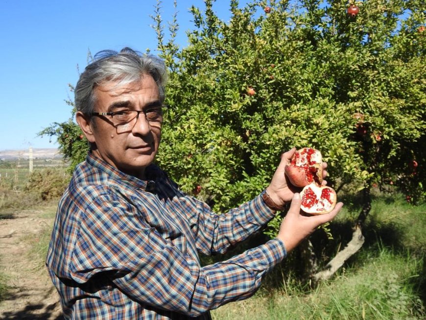 Gaziantep'te çiftçiler nar hasadına hazırlanıyor