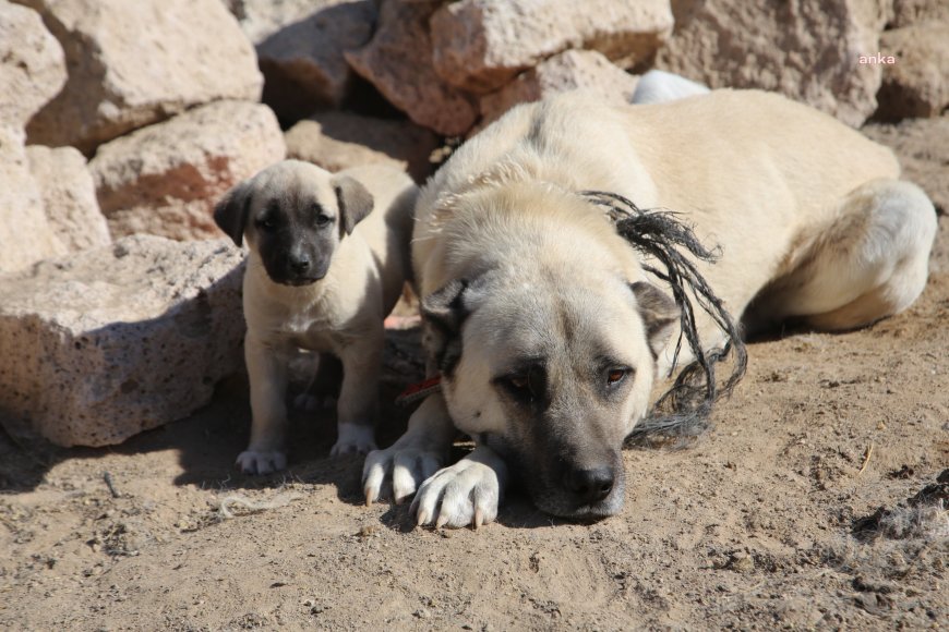 Eskişehir Sivrihisar’da çoban ve bekçi köpekleri için örnek uygulama