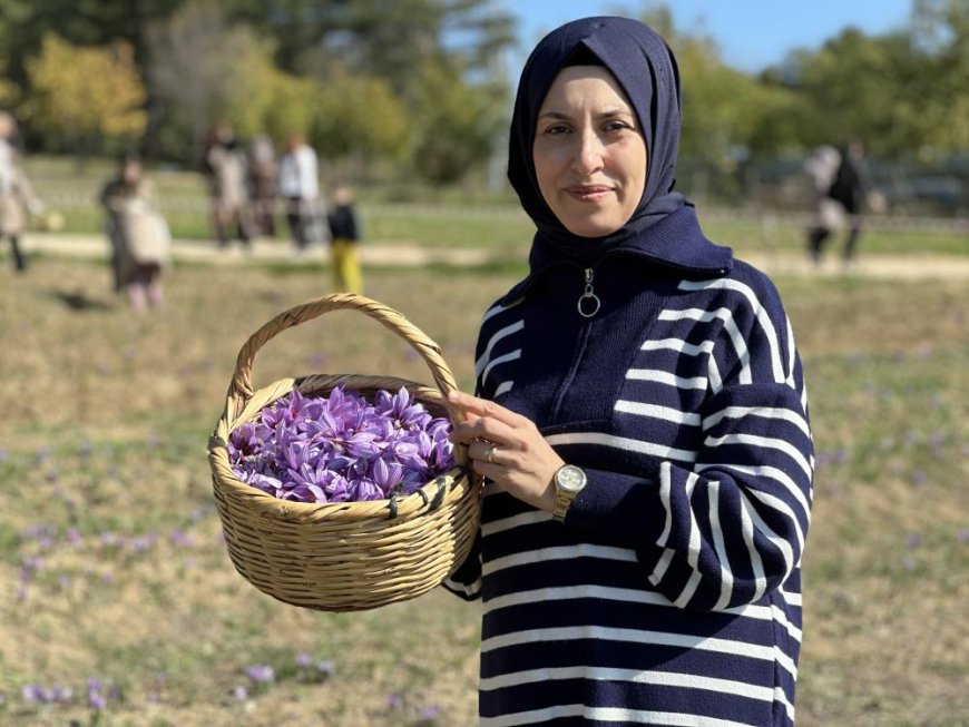 ‘Dünyanın en pahalı baharatı' safranı hasat etmek için soluğu tarlalarda aldılar