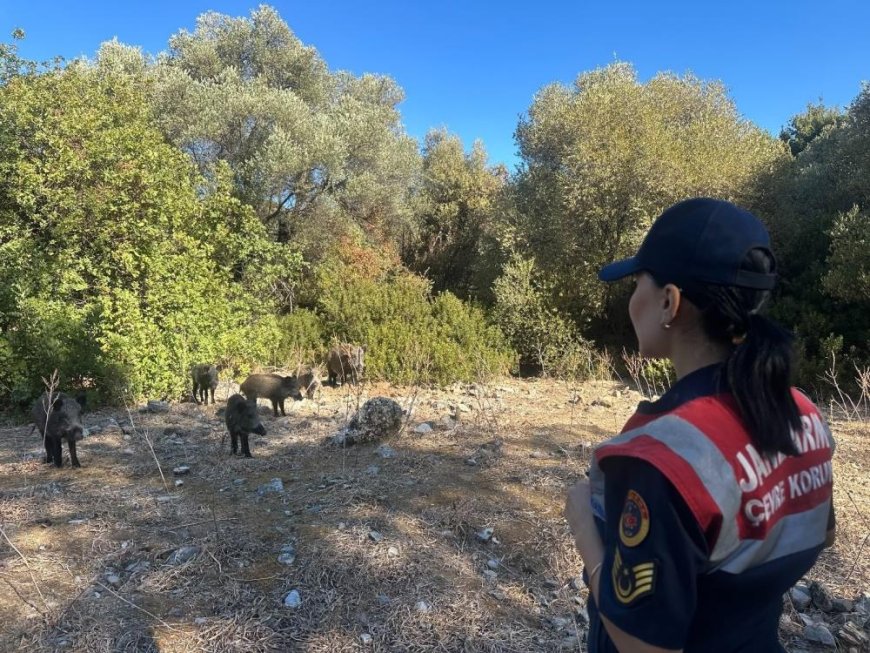 Dilek Yarımadası'nda jandarma denetimi