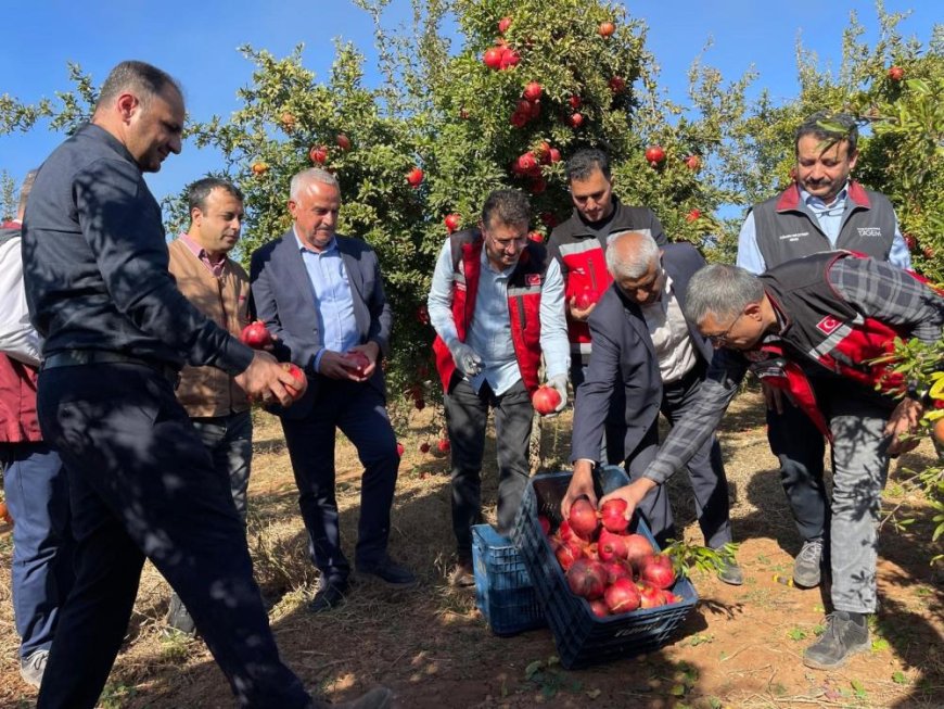 Şanlıurfa'da üretilen Hicaz Narı dünyaya ihraç ediliyor