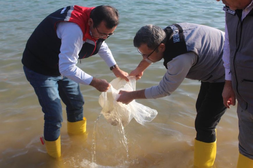 Siirt'te 2 milyon balık yavrusu baraj göllerine bırakıldı