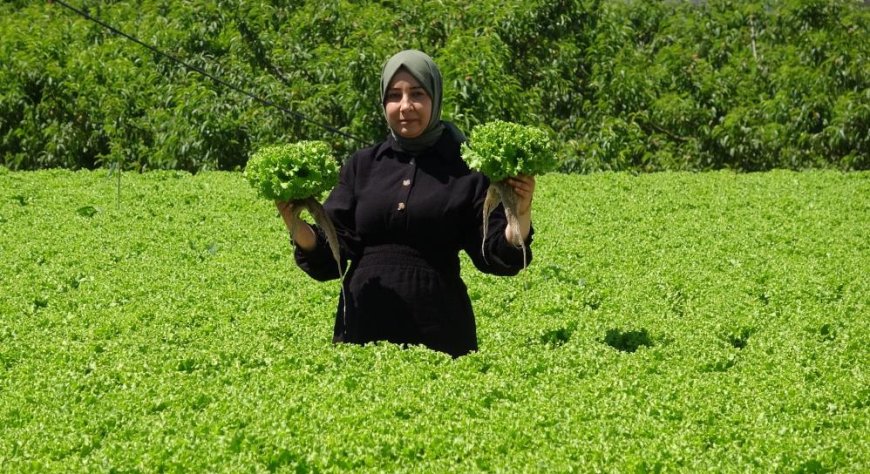 Erzincan'da marul hasadı başladı