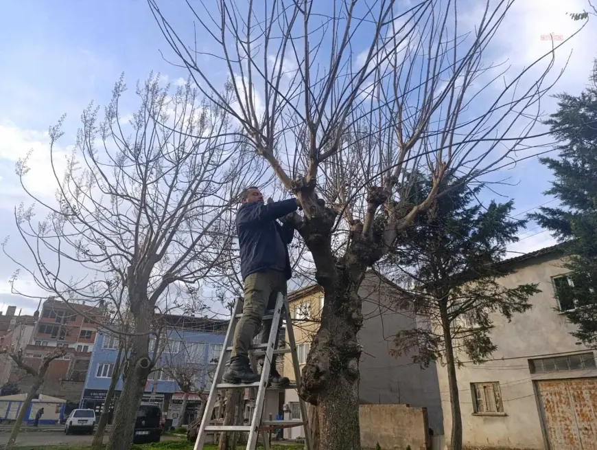 Gemlik Belediyesi Park ve Bahçeler Müdürlüğü ekipleri, ilçe genelinde başlattığı budama çalışmalarını sürdürüyor